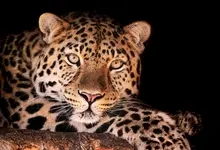 animals leopards black background 4206x2793 wallpaper Art HD Wallpaper